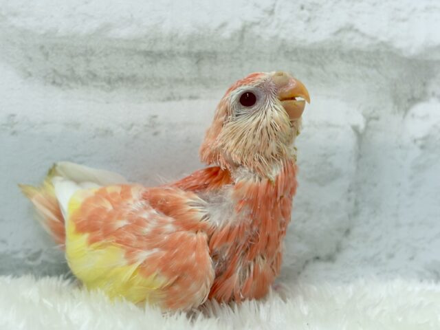 アキクサインコ（秋草インコ）