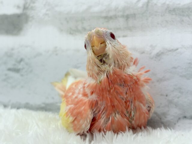 アキクサインコ（秋草インコ）