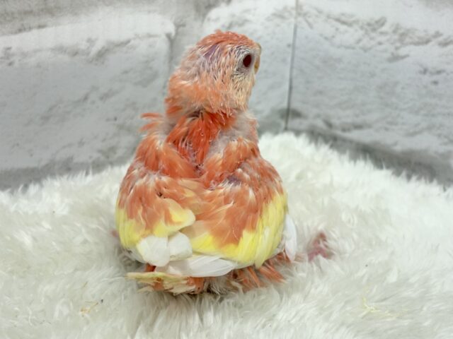 アキクサインコ（秋草インコ）