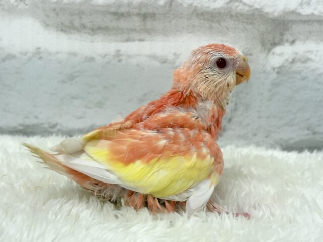 アキクサインコ（秋草インコ）