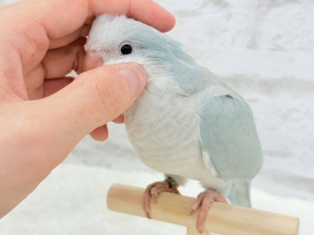 オキナインコ