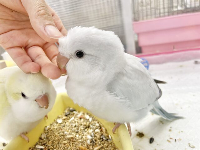 オキナインコ