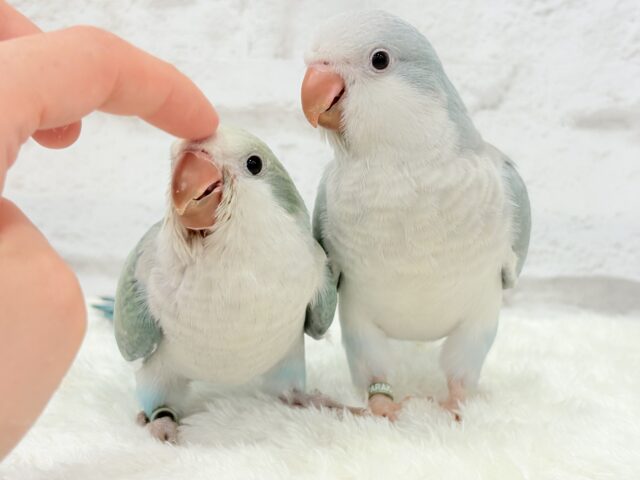 オキナインコ