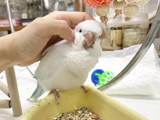 オキナインコ