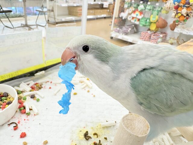 オキナインコ