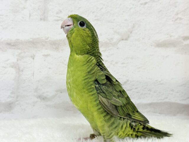 サザナミインコ