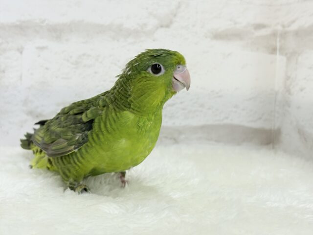 サザナミインコ