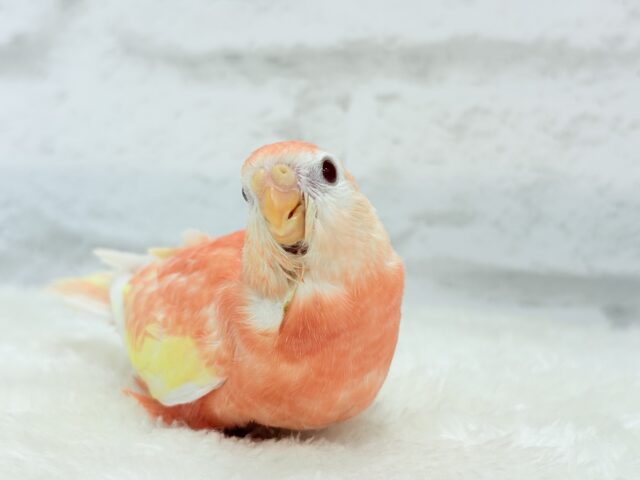 アキクサインコ（秋草インコ）