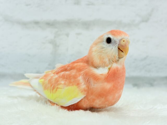 アキクサインコ（秋草インコ）