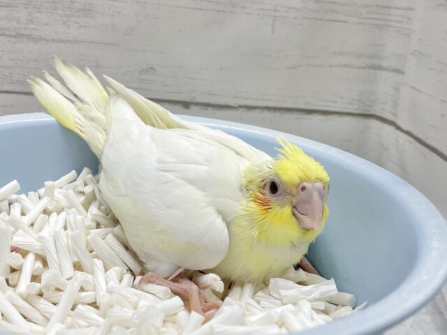 オカメインコ