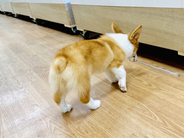 ウェルシュコーギー・ペンブローグ