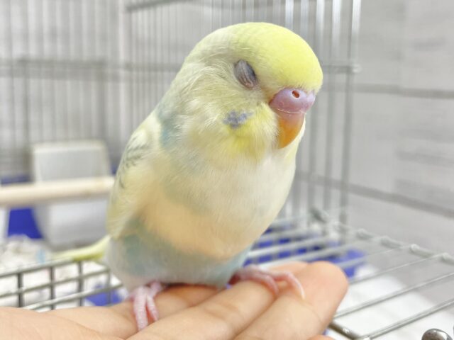 セキセイインコ