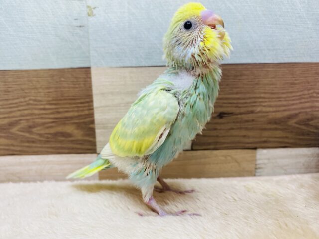 セキセイインコ