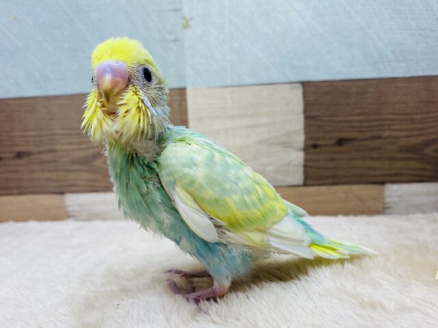 セキセイインコ