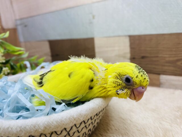 セキセイインコ