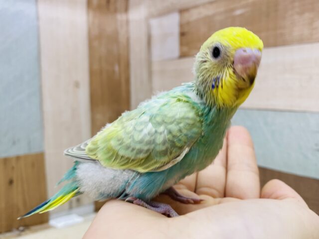 セキセイインコ