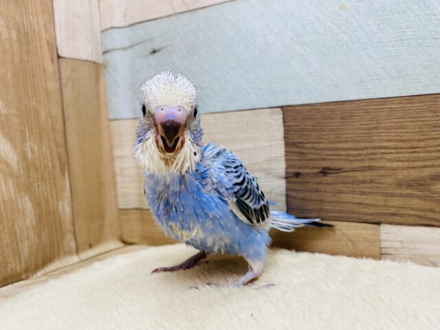 セキセイインコ