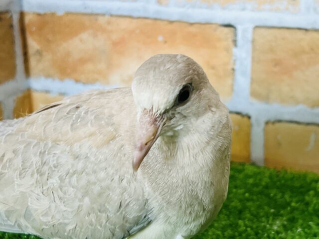 ジュズカケバト