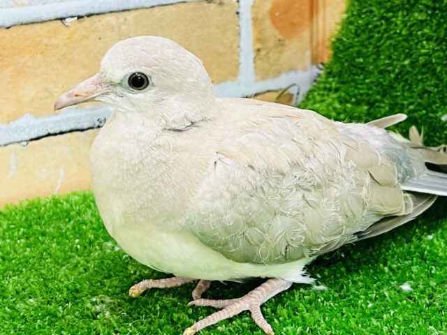 ジュズカケバト