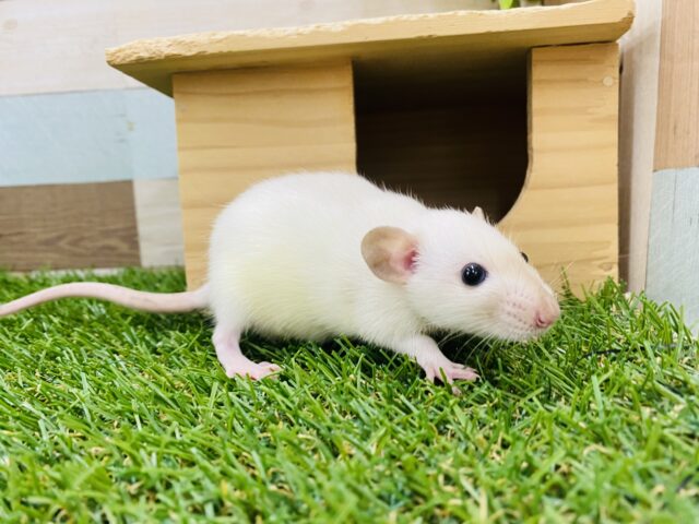 ファンシーラット