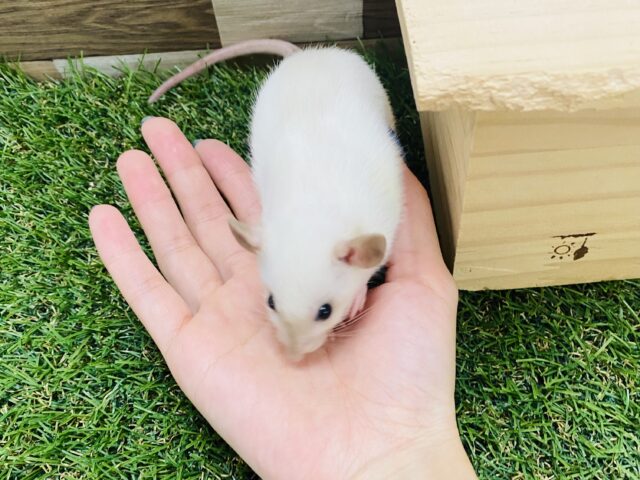 ファンシーラット