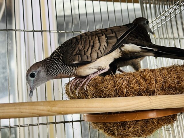 チョウショウバト