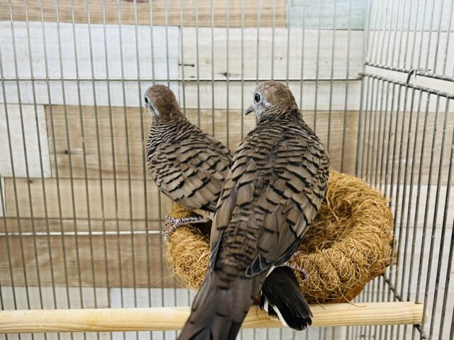 チョウショウバト