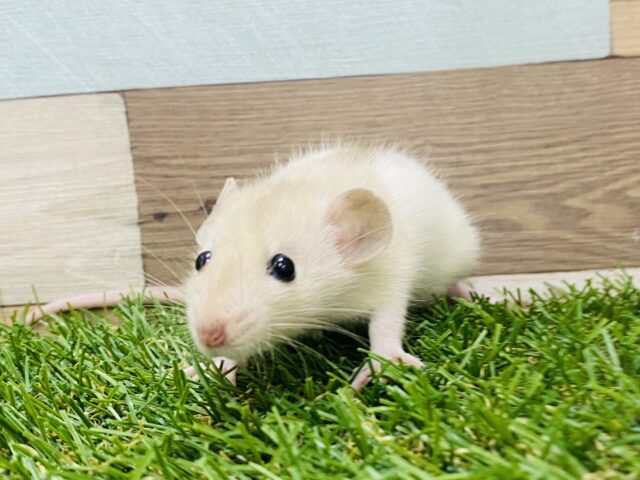 ファンシーラット