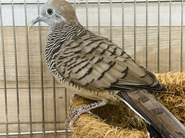 チョウショウバト