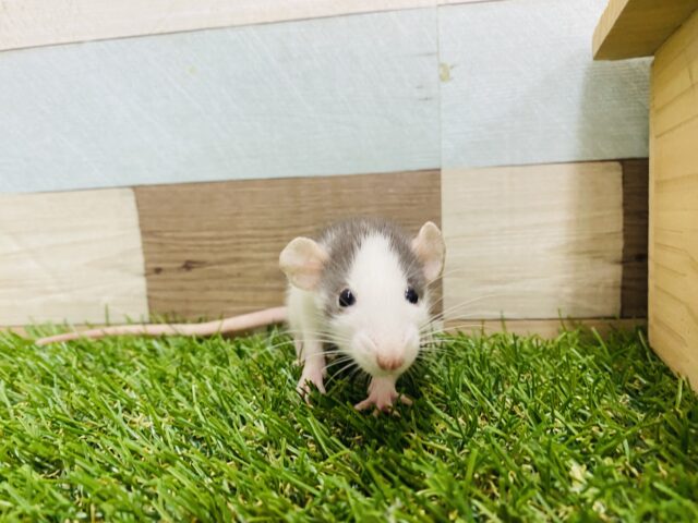 ファンシーラット