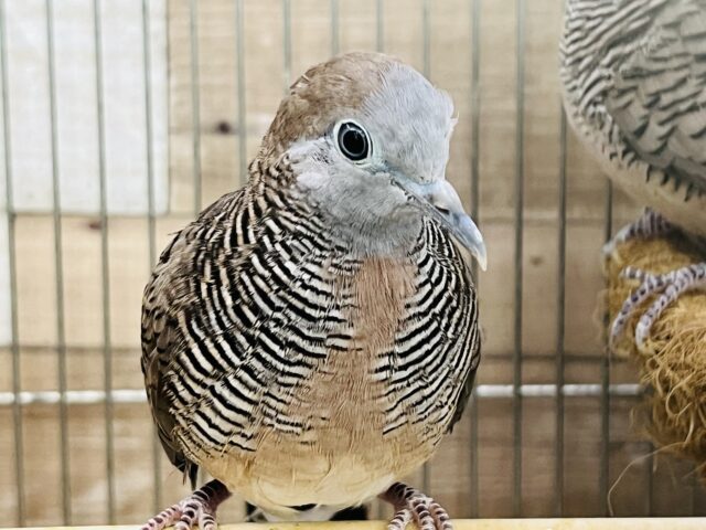 チョウショウバト