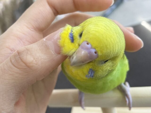 セキセイインコ