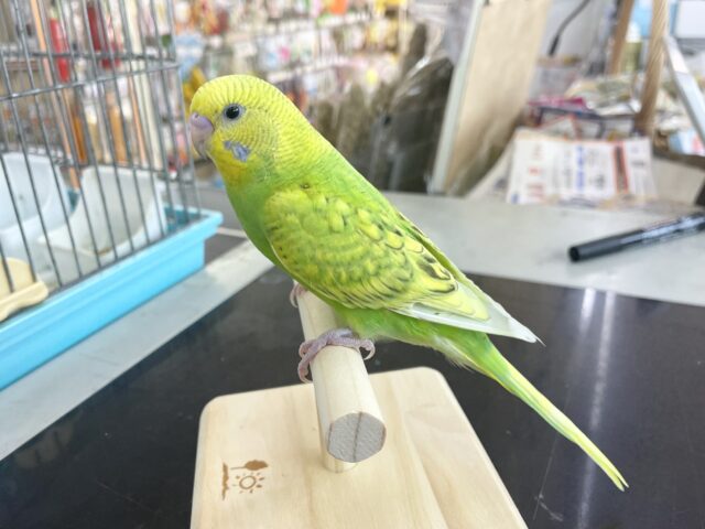 セキセイインコ