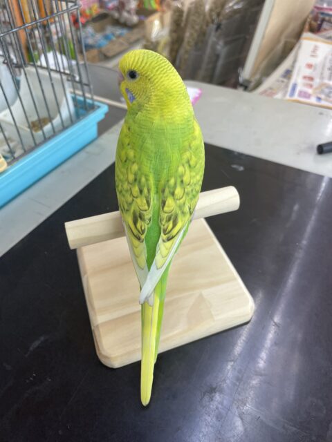 最新画像あり⭐️王道人気カラー🍀セキセイインコ(グリーンスパングル) セキセイインコ
