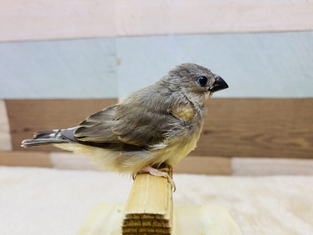 錦花鳥（キンカチョウ）