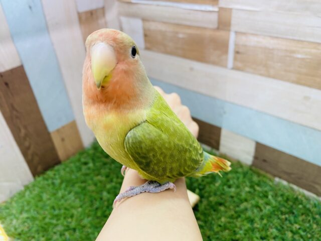 コザクラインコ（小桜インコ）