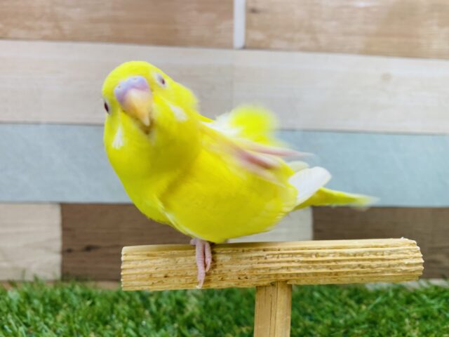 セキセイインコ