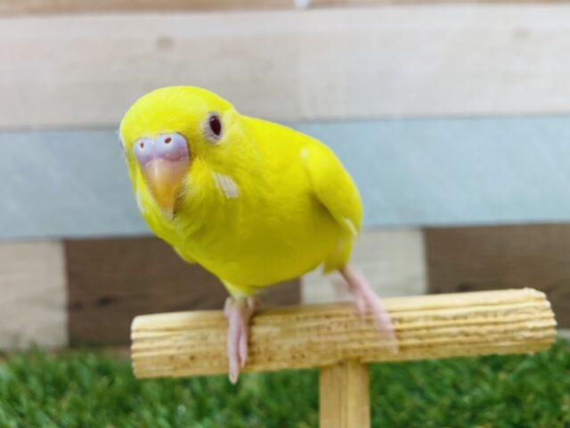 セキセイインコ