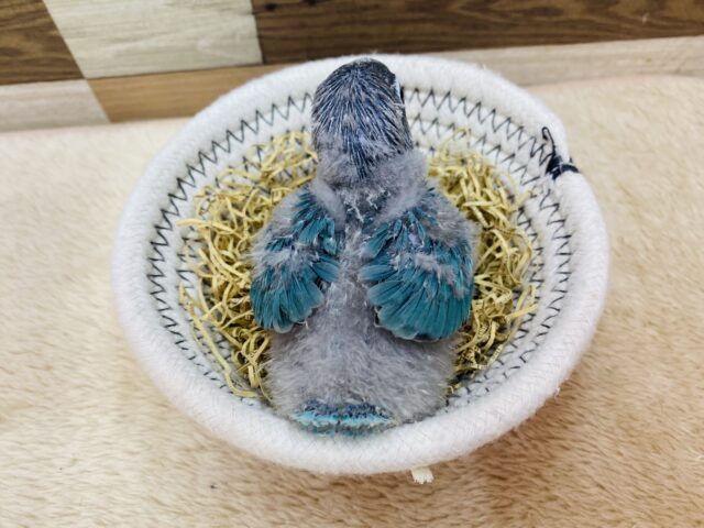 ブルーボタンインコ
