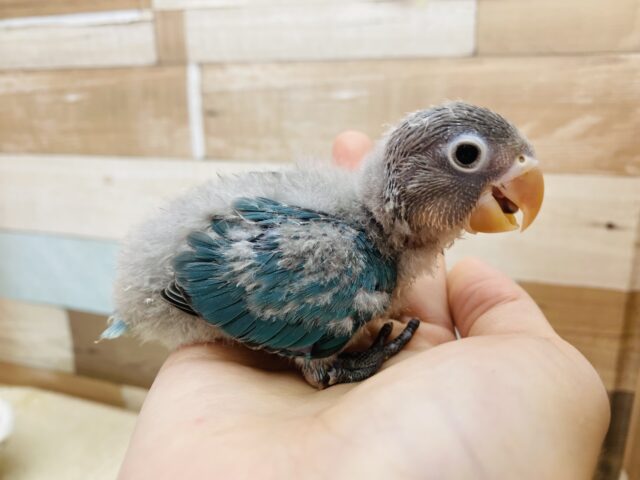 ブルーボタンインコ