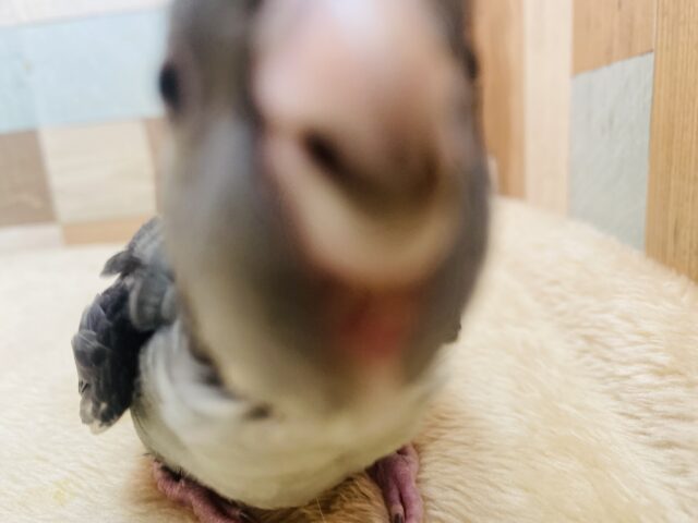 サザナミインコ