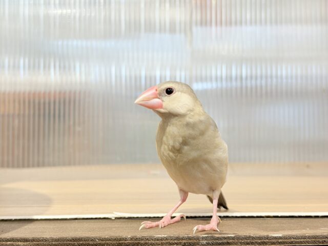 【最新画像更新🪄ひとり餌になりました!】ナナメ45度☆彡 可愛いを知る♬ (´ω`*) 色変わり文鳥~~ 色変わり文鳥