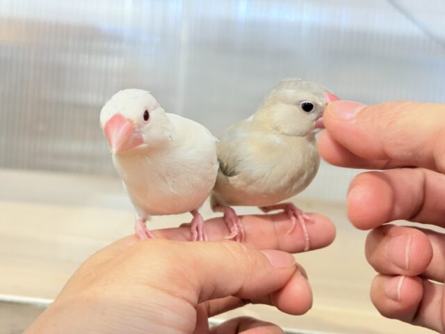 【最新画像更新🪄ひとり餌になりました!】ナナメ45度☆彡 可愛いを知る♬ (´ω`*) 色変わり文鳥~~ 色変わり文鳥