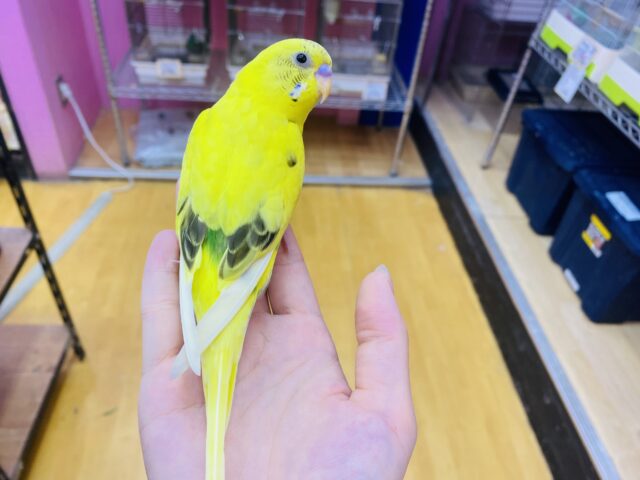 セキセイインコ