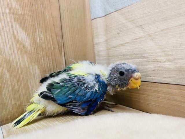 キキョウインコ（桔梗インコ）