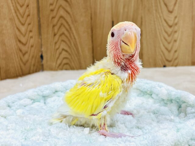 コザクラインコ（小桜インコ）