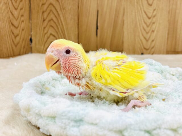 コザクラインコ（小桜インコ）