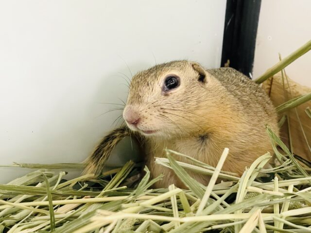 リチャードソンジリス