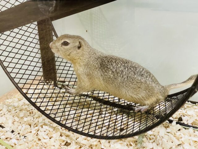 リチャードソンジリス