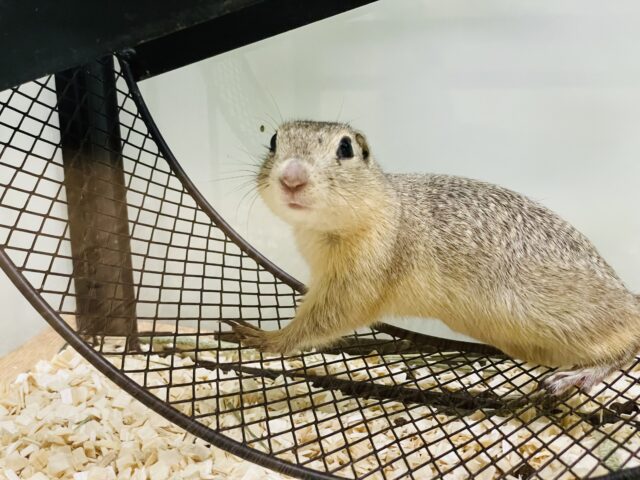 リチャードソンジリス